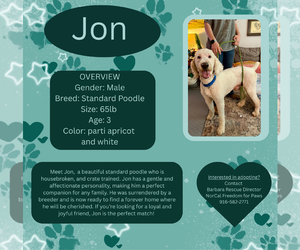 Poodle (Standard) Dogs for adoption in Rancho Cordova, CA, USA