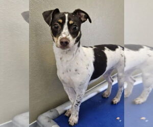 Chihuahua-Unknown Mix Dogs for adoption in Lakewood, CO, USA