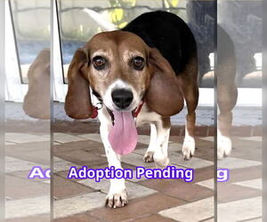 Beagle Dogs for adoption in Dunnellon, FL, USA