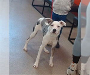 Australian Shepherd-Unknown Mix Dogs for adoption in Louisville, KY, USA