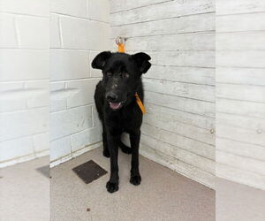 German Shepherd Dog Dogs for adoption in San Bernardino, CA, USA