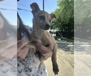 Chihuahua Dogs for adoption in Stockton, CA, USA