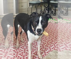 Mutt Dogs for adoption in Virginia Beach, VA, USA