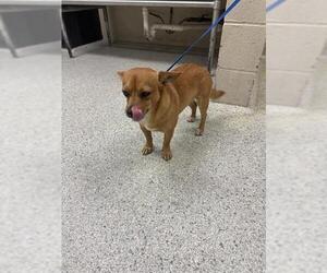 Chihuahua-Unknown Mix Dogs for adoption in Conroe, TX, USA