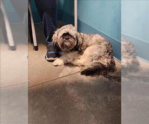 Mal-Shi Dogs for adoption in Houston, TX, USA