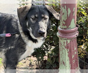 Anatolian Shepherd-German Shepherd Dog Mix Dogs for adoption in Cupertino, CA, USA