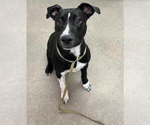 American Pit Bull Terrier-Labrador Retriever Mix Dogs for adoption in HESPERIA, CA, USA