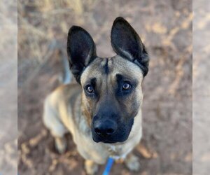 Mutt Dogs for adoption in Kanab, UT, USA