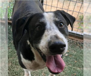 Labrador Retriever-Unknown Mix Dogs for adoption in Lake Forest, CA, USA