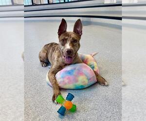 Catahoula Leopard Dog-Unknown Mix Dogs for adoption in Toronto, Ontario, Canada