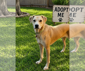 Labrador Retriever-Unknown Mix Dogs for adoption in Euless, TX, USA