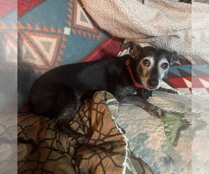 Basset Hound-Unknown Mix Dogs for adoption in Middlesex, NC, USA