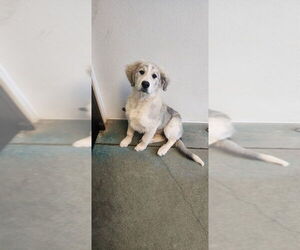 Great Pyrenees Dogs for adoption in Oak Bluffs, MA, USA