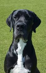 Great Dane Dogs for adoption in PALMER, MA, USA