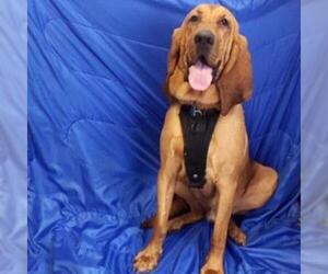 Bloodhound Dogs for adoption in Show Low, AZ, USA