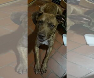 Catahoula Leopard Dog-Unknown Mix Dogs for adoption in fort worth, TX, USA