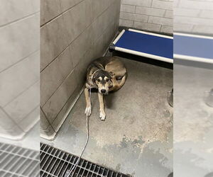 Unknown-Whippet Mix Dogs for adoption in Stockton, CA, USA