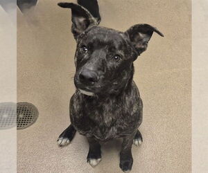 Mutt Dogs for adoption in Decatur, IL, USA