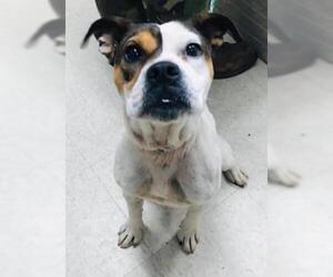 Bulldog-Unknown Mix Dogs for adoption in Clarkesville, GA, USA