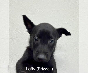 Mutt Dogs for adoption in Imlay City, MI, USA