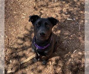 Labrador Retriever Dogs for adoption in Denver, CO, USA