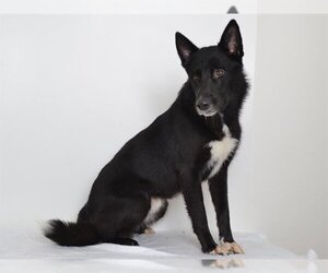 Akita-Huskies  Mix Dogs for adoption in Oroville, CA, USA