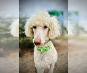 Poodle (Standard) Dogs for adoption in Pacolet, SC, USA