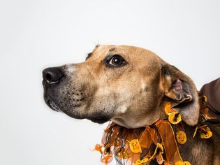 Boxer-German Shepherd Dog Mix Dogs for adoption in Alexandria, VA, USA