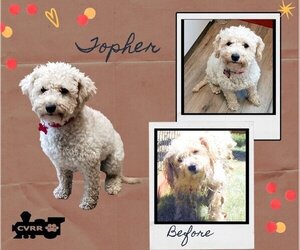 Poochon Dogs for adoption in Lindsay, CA, USA