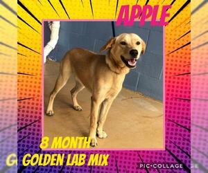 Golden Labrador Dogs for adoption in Franklinton, LA, USA