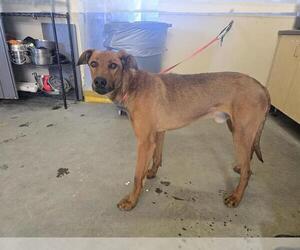 Doberman Pinscher-German Shepherd Dog Mix Dogs for adoption in Camarillo, CA, USA