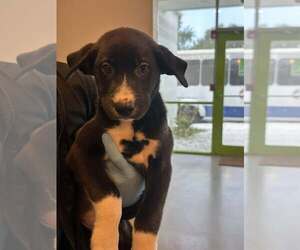 Shepradors Dogs for adoption in New Smyrna Beach, FL, USA