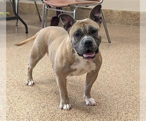 American Staffordshire Terrier-Bulldog Mix Dogs for adoption in Springfield, MA, USA