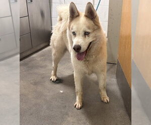 Siberian Husky-Unknown Mix Dogs for adoption in Forestville, MD, USA