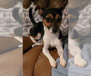 Medium Photo #2 Chihuahua Puppy For Sale in San Antonio, TX, USA