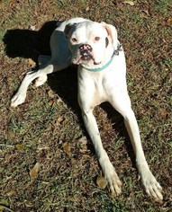 Boxer Dogs for adoption in Griffin, GA, USA
