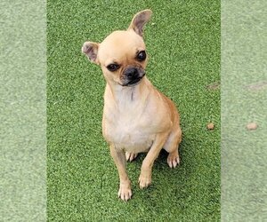 Chug Dogs for adoption in Carrollton, TX, USA