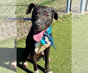 American Pit Bull Terrier Dogs for adoption in Fayetteville, NC, USA