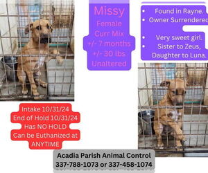 Black Mouth Cur-German Shepherd Dog Mix Dogs for adoption in New Orleans, LA, USA