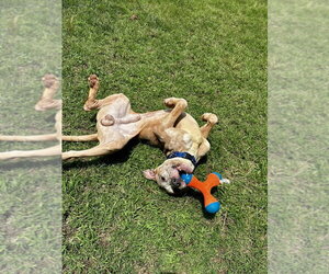Mutt Dogs for adoption in Glen Allen, VA, USA