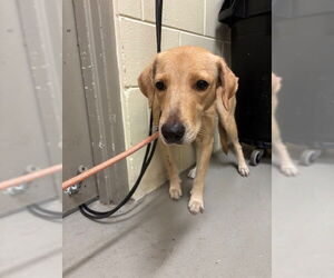 Labrador Retriever Dogs for adoption in Sanford, FL, USA