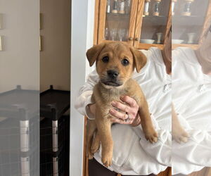 Mutt Dogs for adoption in Jackson Township, NJ, USA