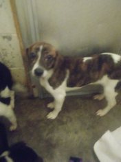 Boglen Terrier Dogs for adoption in Woodbridge, VA, USA