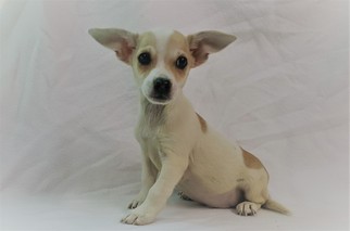 Chiweenie Dogs for adoption in Chicago, IL, USA