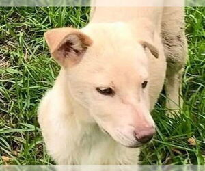 Labrador Retriever-Unknown Mix Dogs for adoption in Canton, CT, USA
