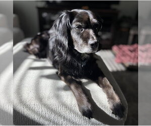 Colonial Cocker Spaniel Dogs for adoption in Escondido, CA, USA