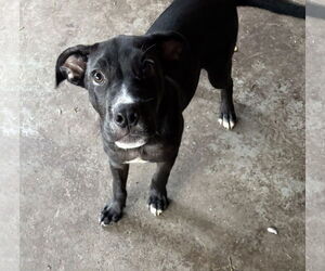 Labrador Retriever-Unknown Mix Dogs for adoption in Sanford, FL, USA
