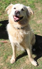 Australian Retriever Dogs for adoption in Wetumpka, AL, USA
