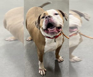 American Bulldog-Unknown Mix Dogs for adoption in Forestville, MD, USA
