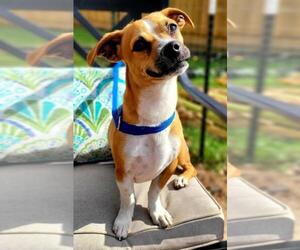 Daug Dogs for adoption in Marrero, LA, USA